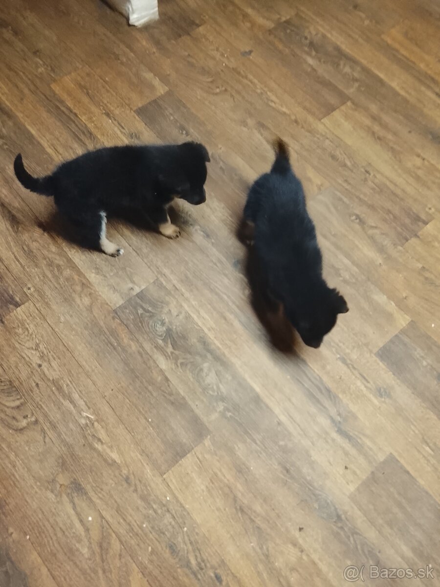 Predám šteniatka nemeckého ovčiaka - 2