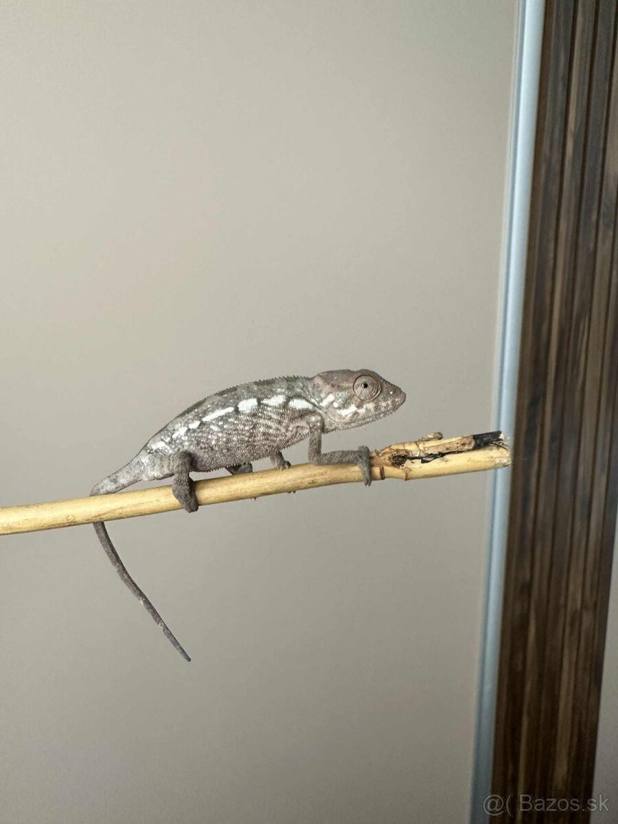 Chameleon Pardalis - samica Nosy Be - 2