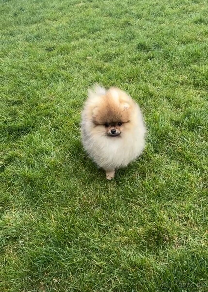 Pomeranian - 2