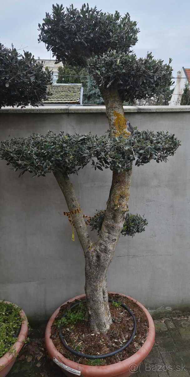 Predám olivovníky bonsai - 2
