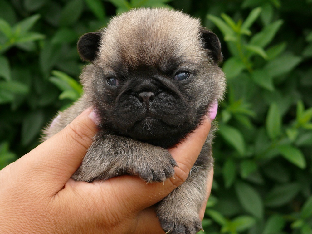 Mops - Štěňátko - 2