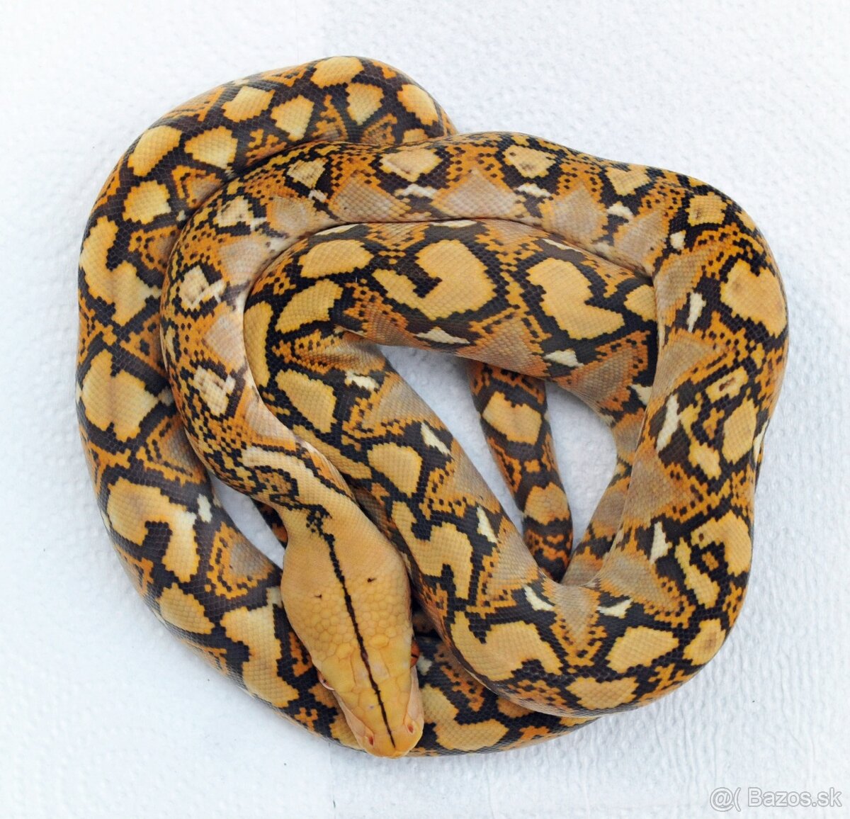 Malayopython reticulatus - 2