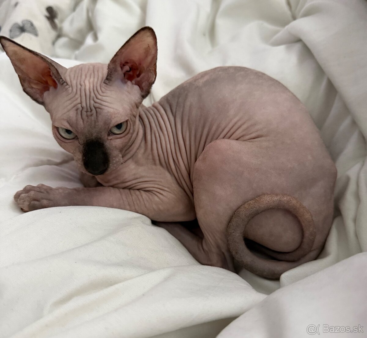 Sphynx - 2