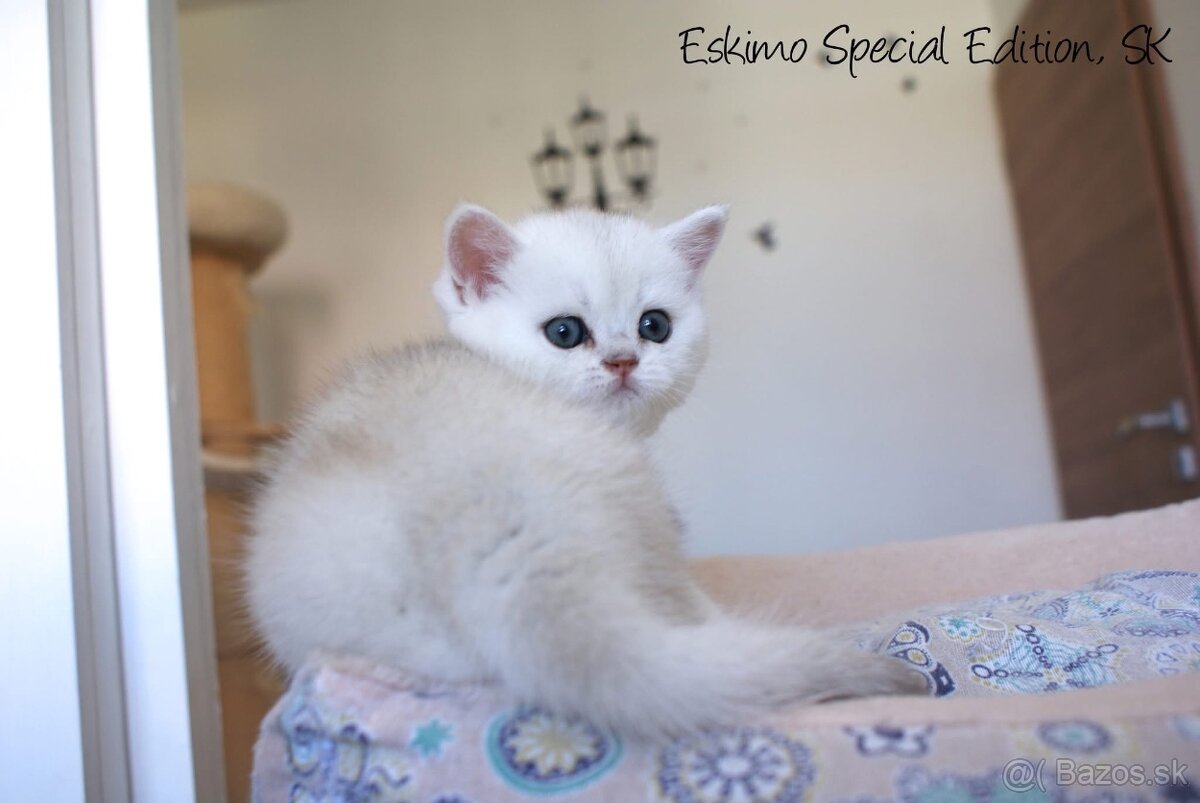 Eskimo Special Edition, SK - britský kocúrik s PP - 2