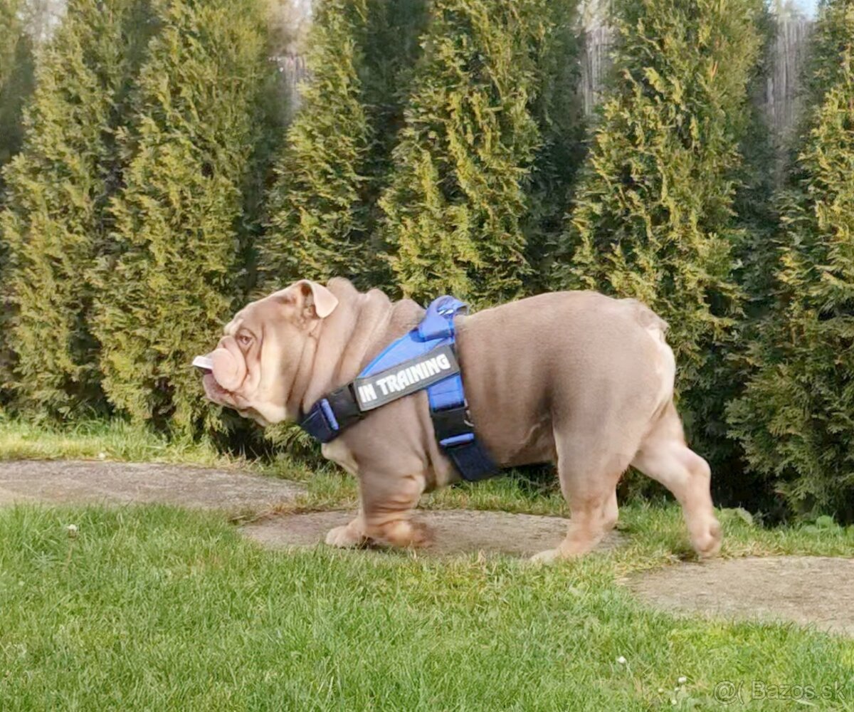 Anglický bulldog / buldog / buldok - 2
