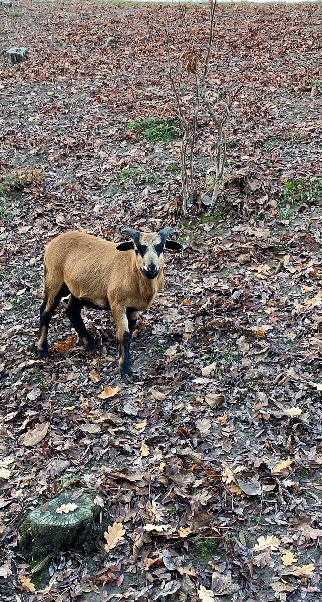 Kamerunské barany - 2