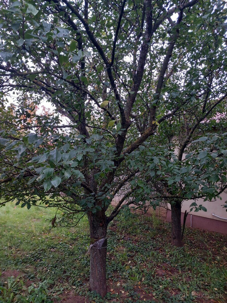 DARUJEM Slivky na drevo - 2