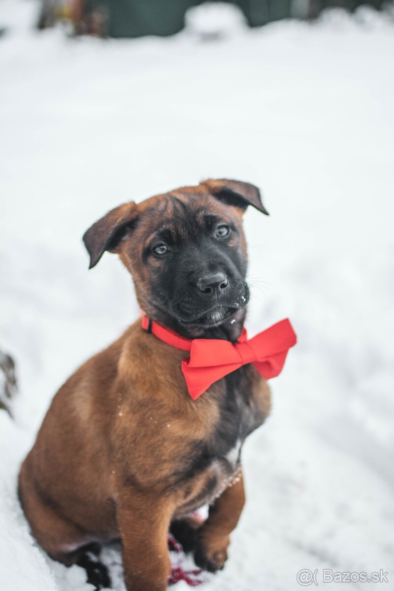 Šteniatka belgický ovčiak malinois s PP - 2