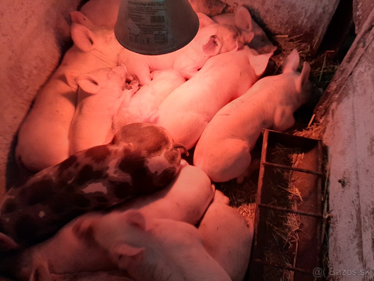 Predám odstavčatá - 2