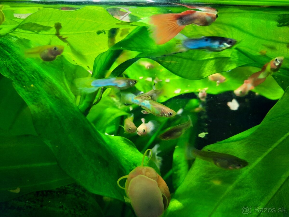 Predám gupky, prísavníky, slimáky - 2