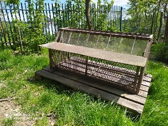 Výlet na poštové holuby - 2