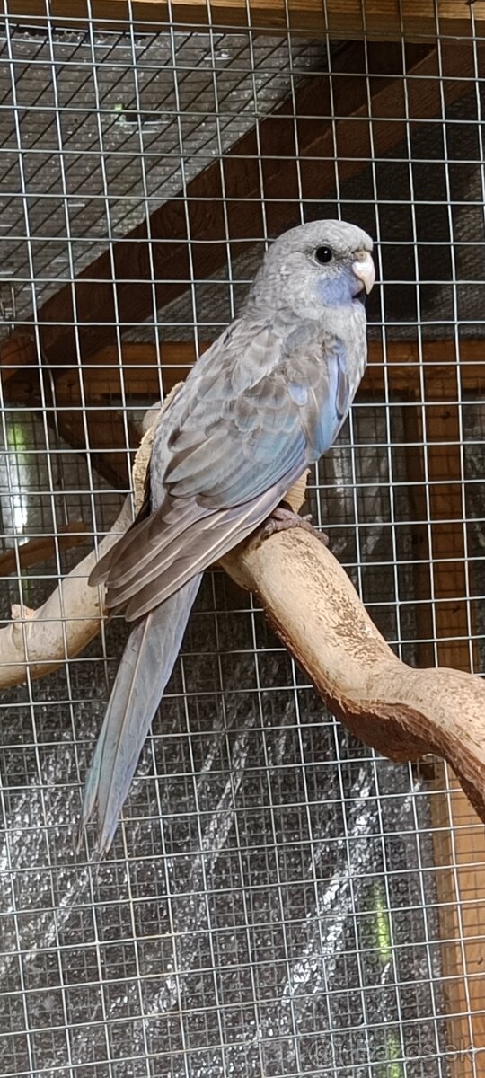 Rozela penant skorica - 2