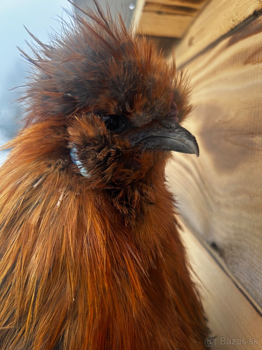 Kohút - Hodvábnička (Sillkie) - 2