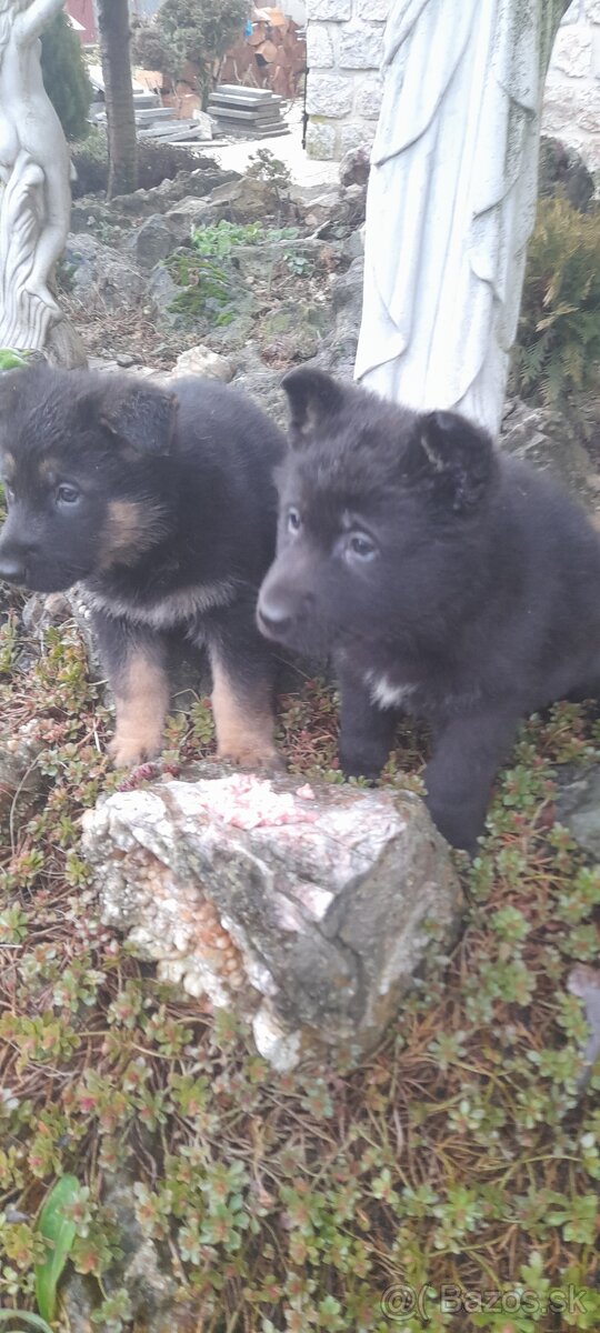 Nemecký ovčiak šteňatá - 2