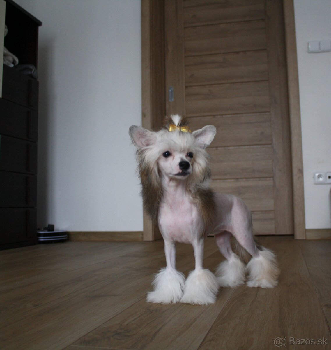 Čínský chocholatý pes s PP - 2