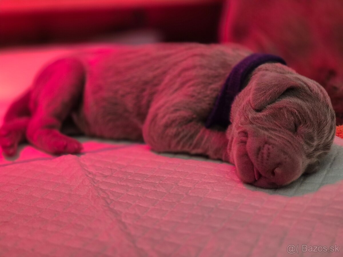 Šteniatka weimarského stavača s PP - 2