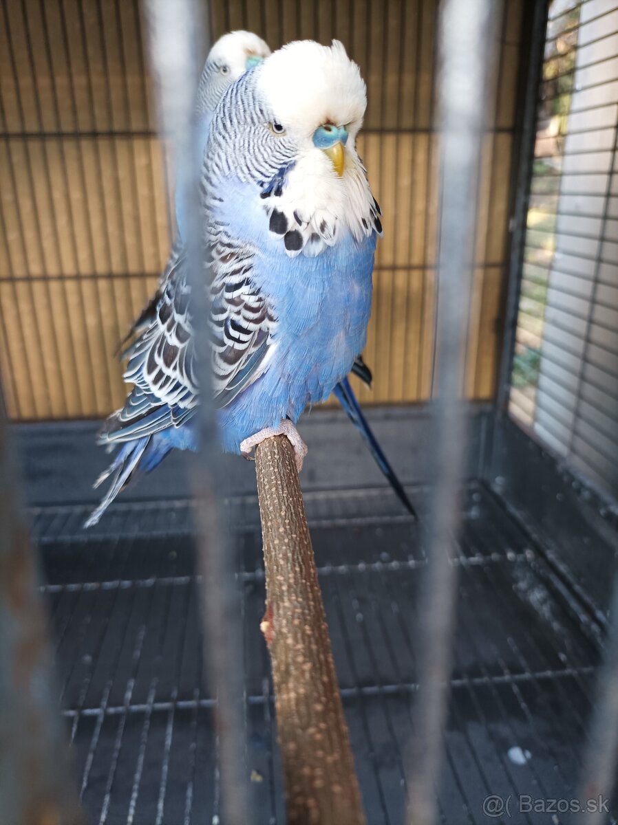 Predám polovystavne andulky - 2