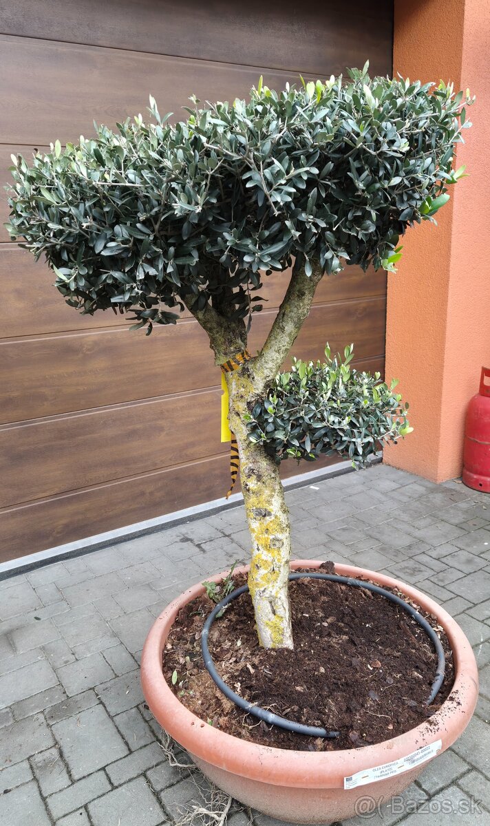 Predám olivovník bonsai - 2