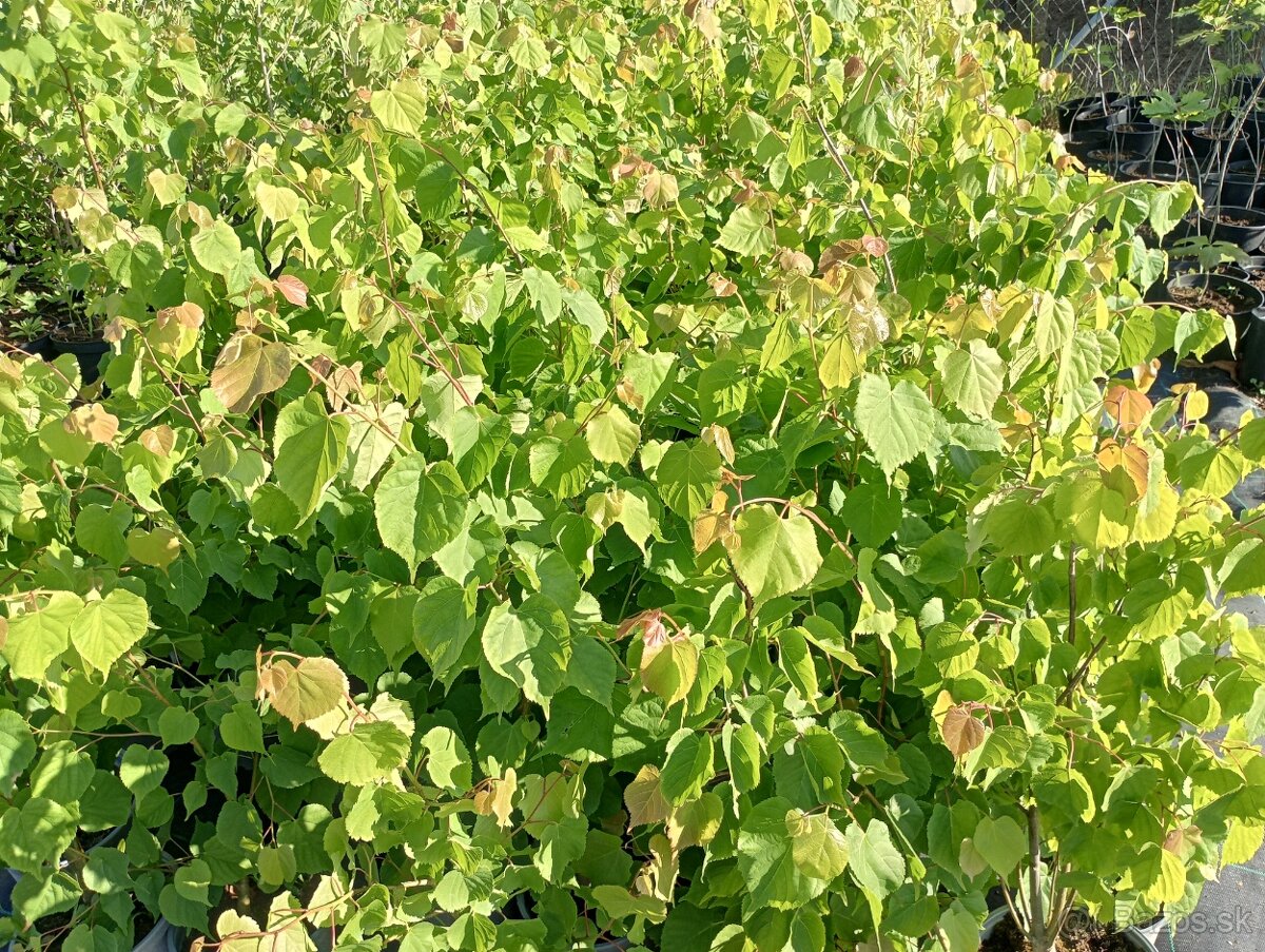 Lipa malolista,Breza previsnuta - 2