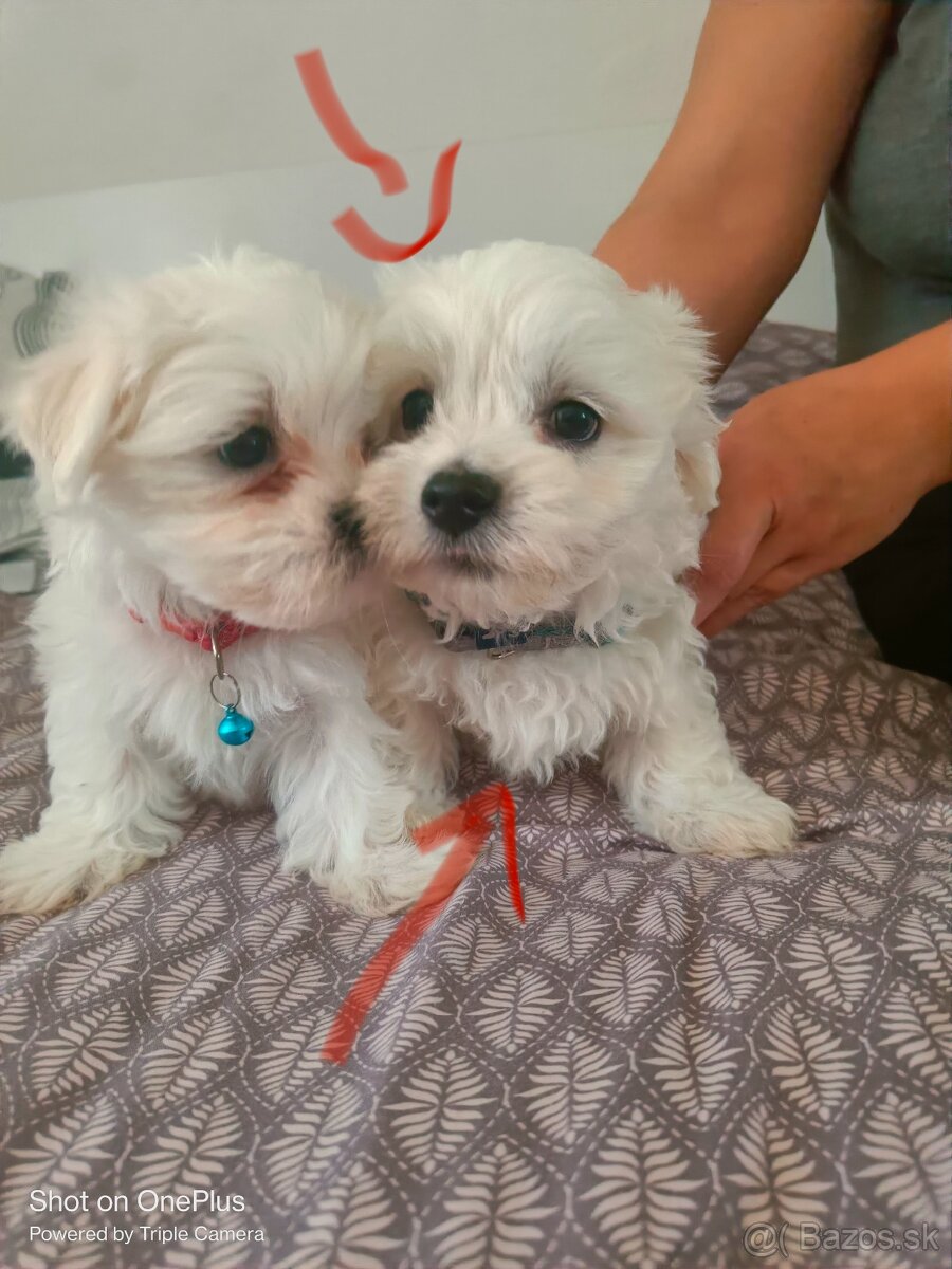 Mini Maltezak - 2