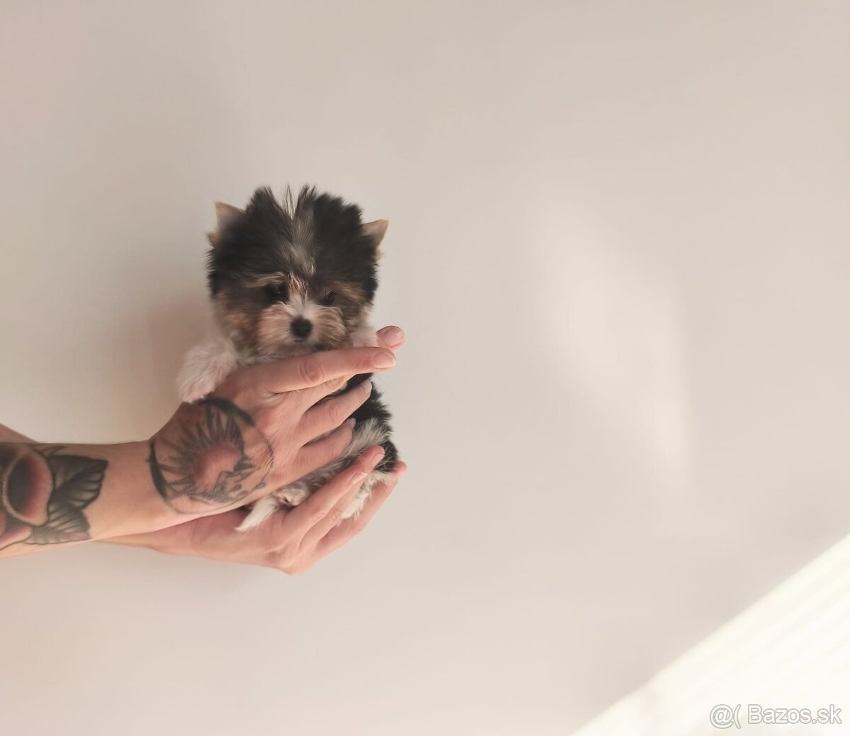 Yorkshire terrier - 2