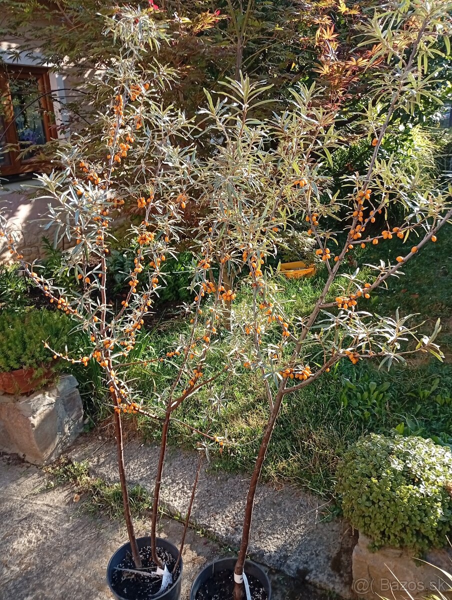Rakytník - 2