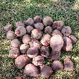 Predám cviklu - 2