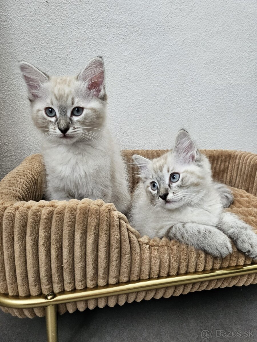 Ragdoll mačiatka - 2