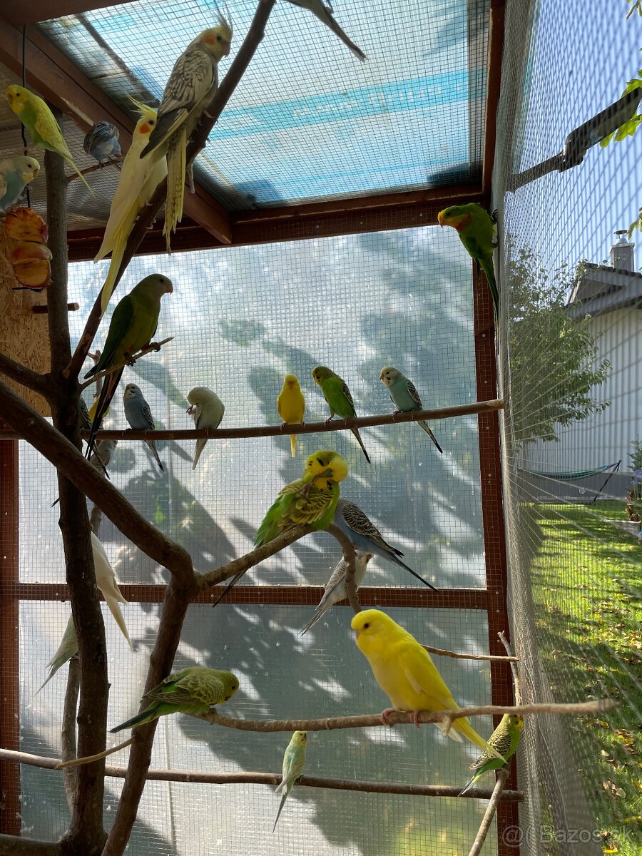 Predám mladé andulky - 2