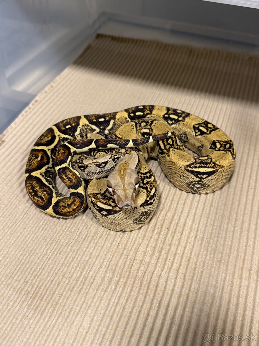 Boa Contrictor Imperator - 2