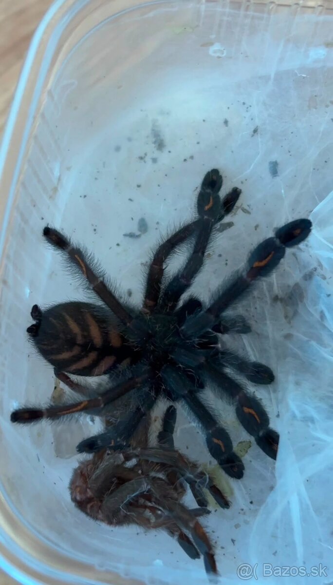 Psalmopoeus irminia - 2