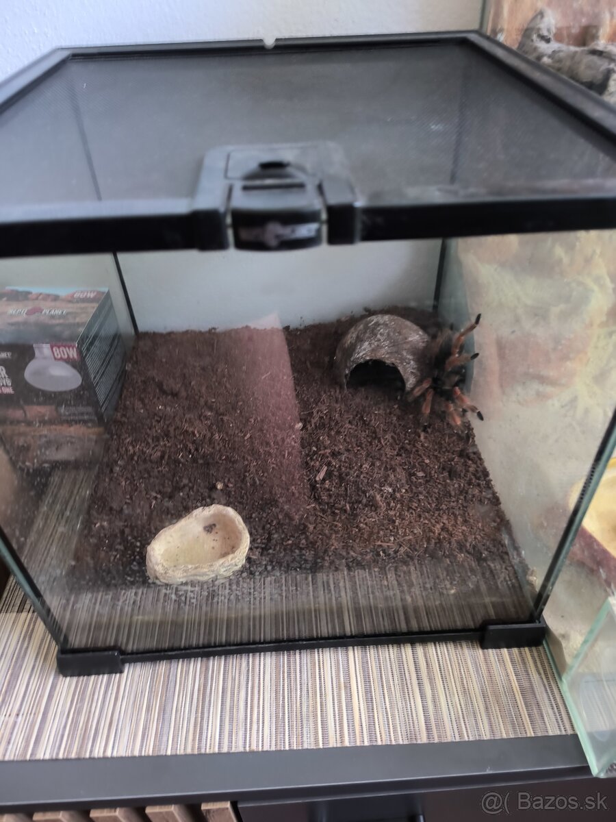 Brachypelma Boehmei - 2