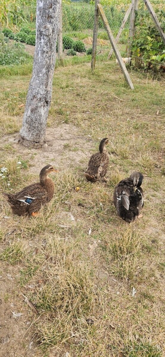 Predam ruanske kačice - 2