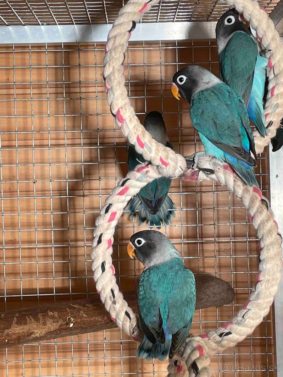 Predám Agapornis škraboškový, papagáj - 2