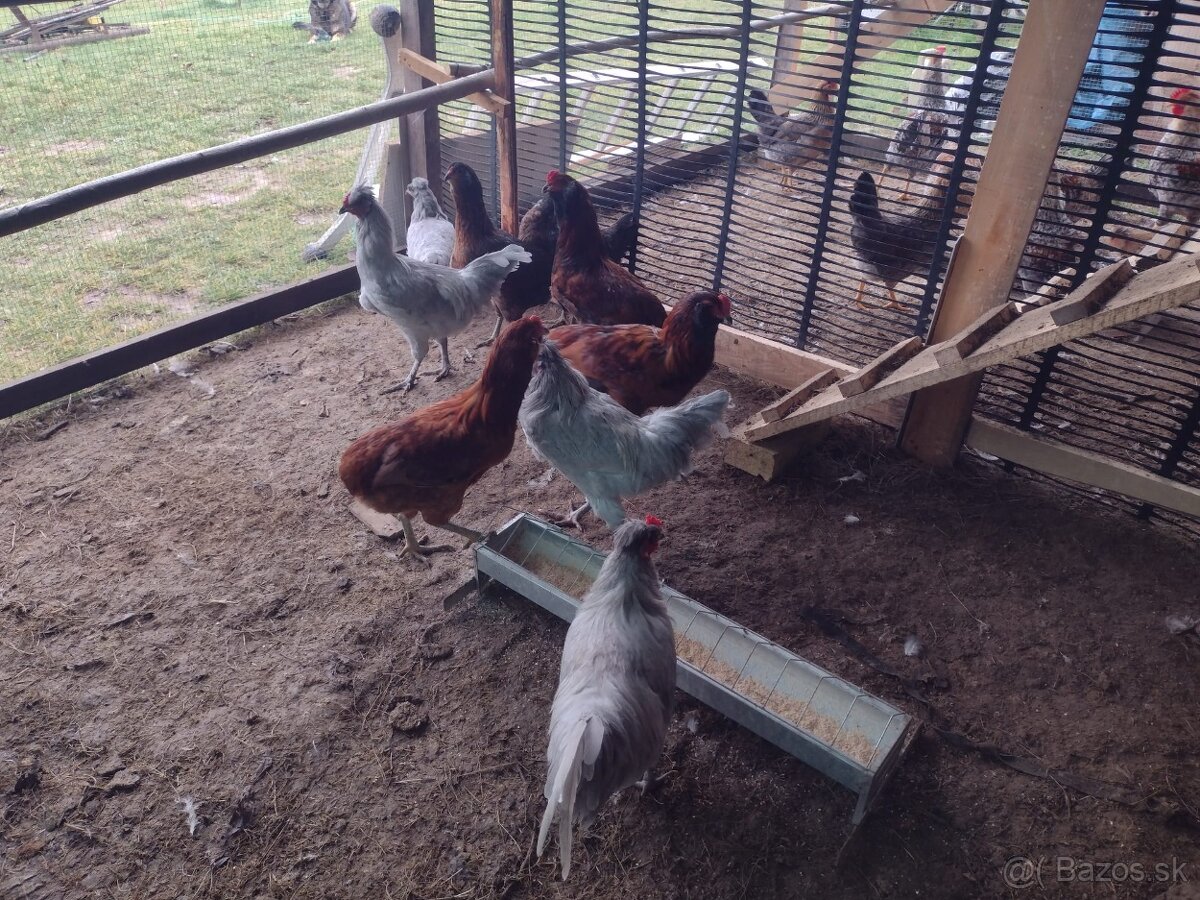Kohut cream legbar, araucana predám - 2