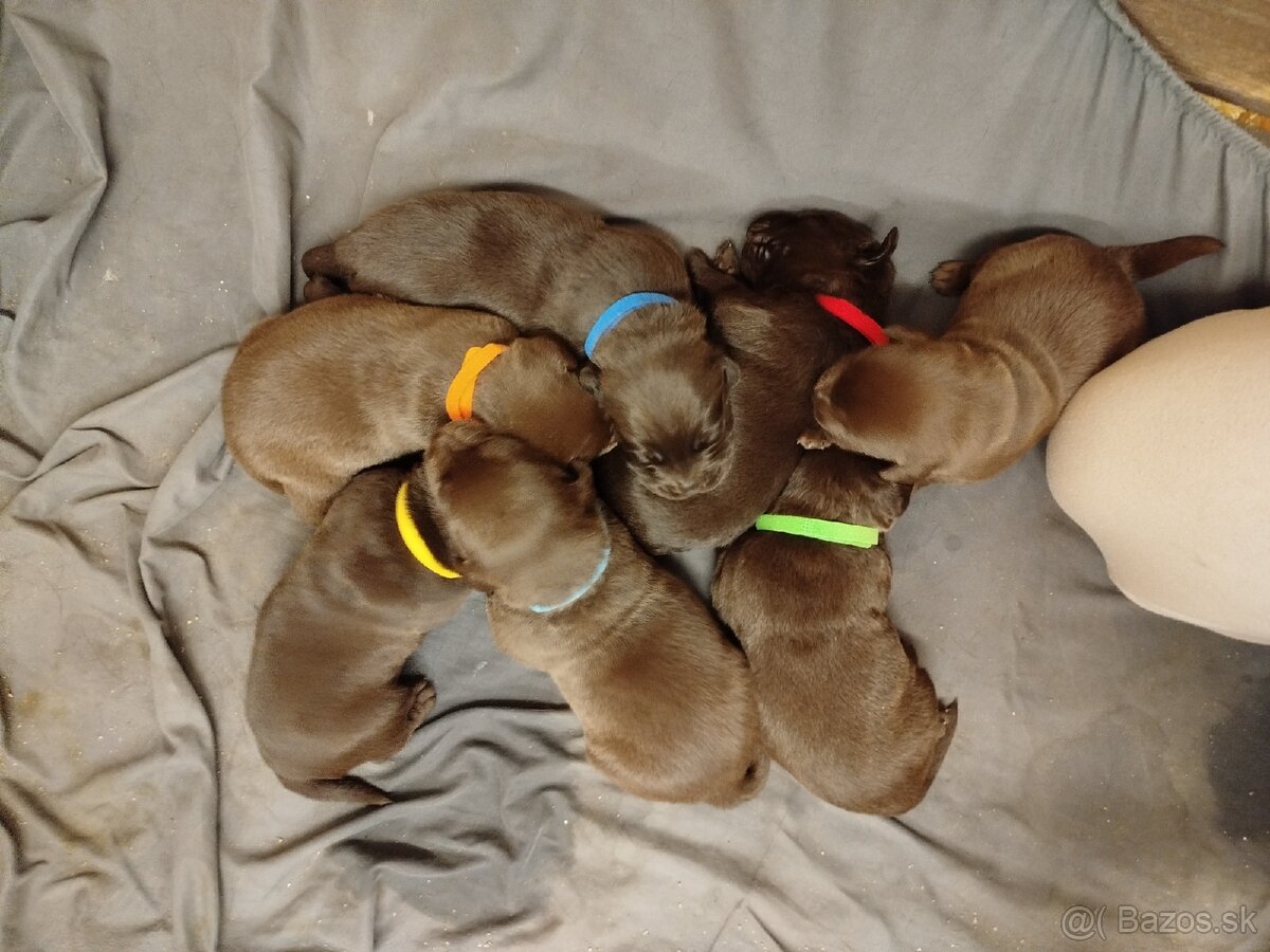 Čokoládový labrador - 2