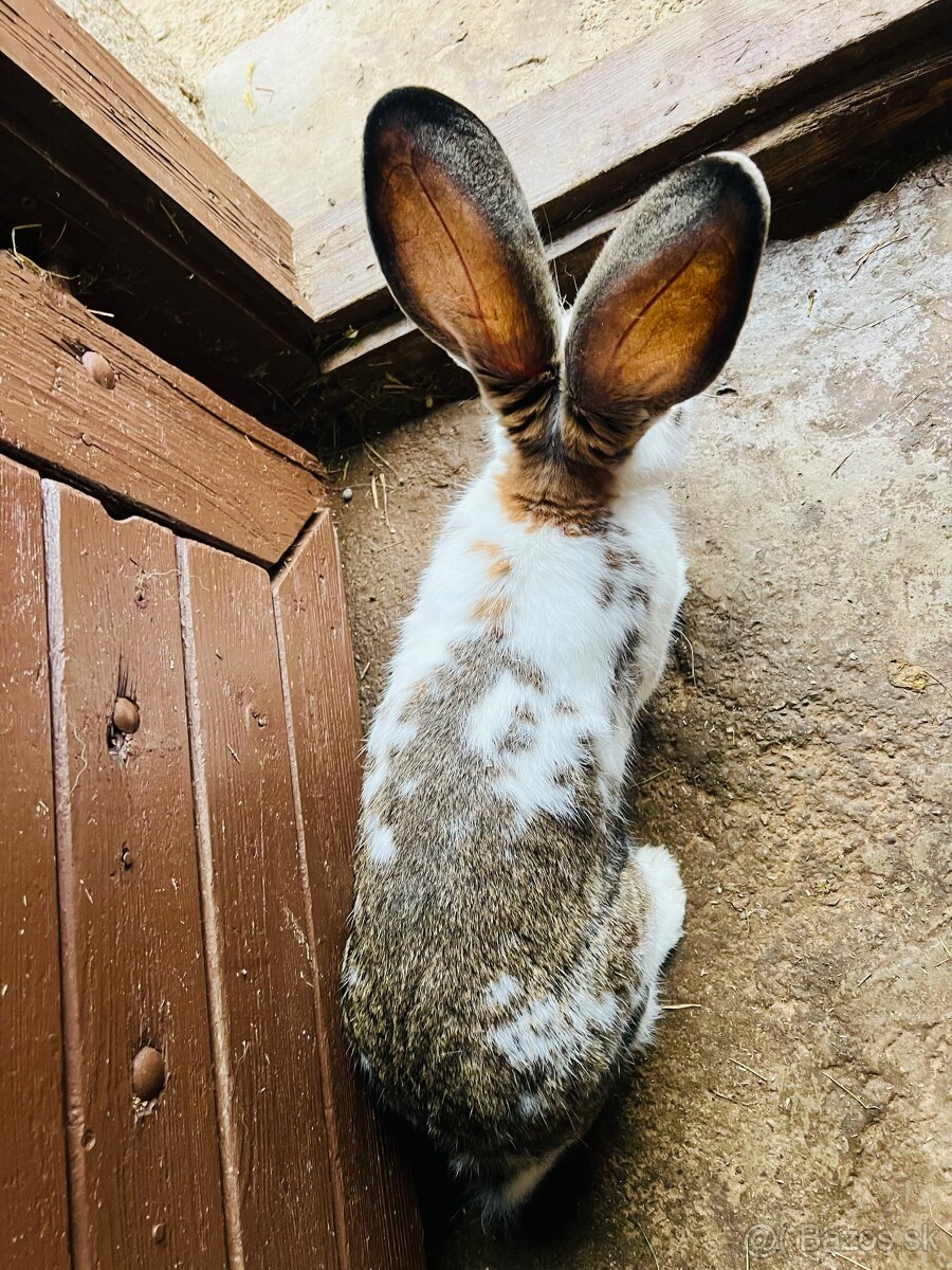 PREDÁM 6,5 mesačného samca kríženec NOS a BO - 2