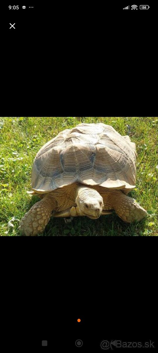 Korytnačka Leopardia korytnačka ostrohata sulcata - 2