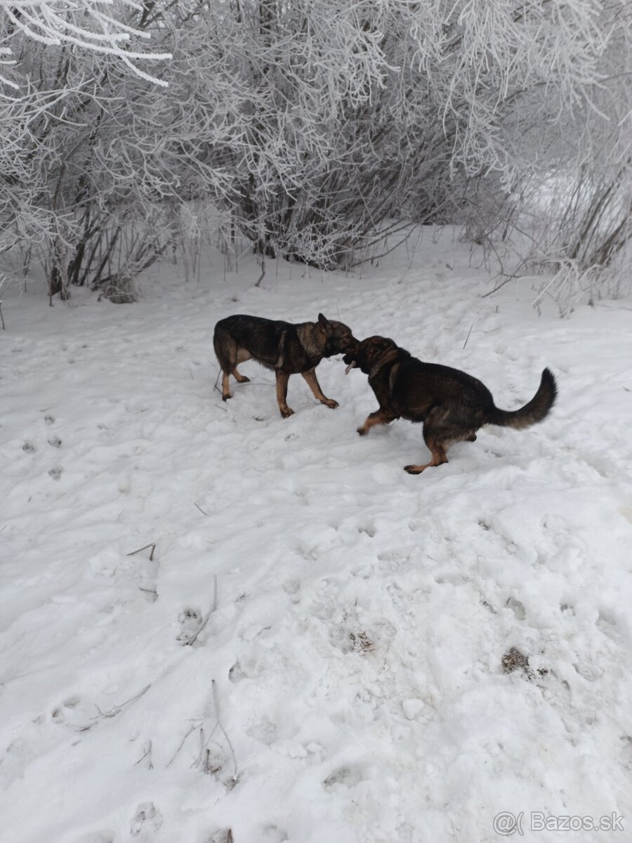 Nemecký ovčiak - 2