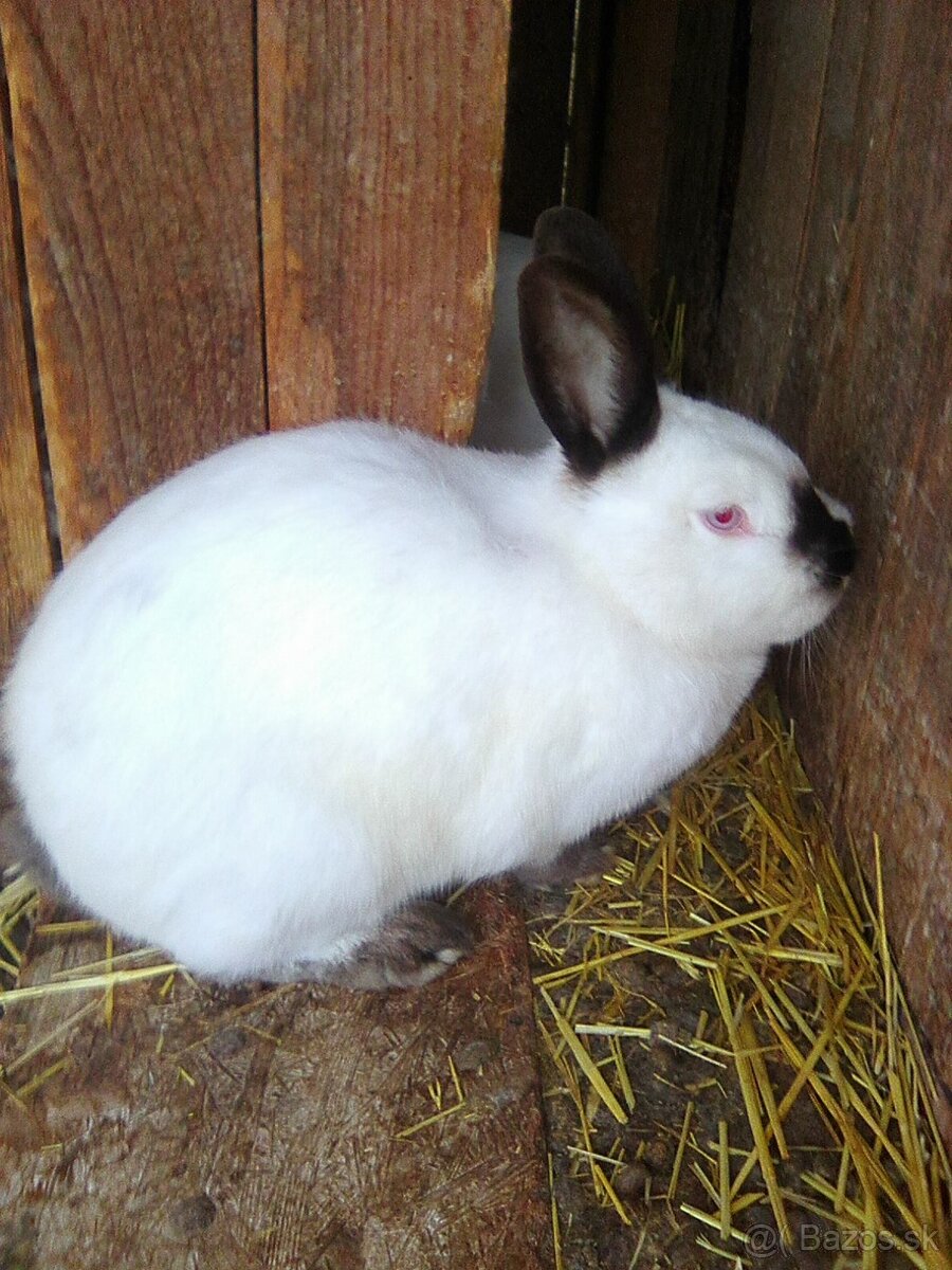 Kalifornské králiky - 2