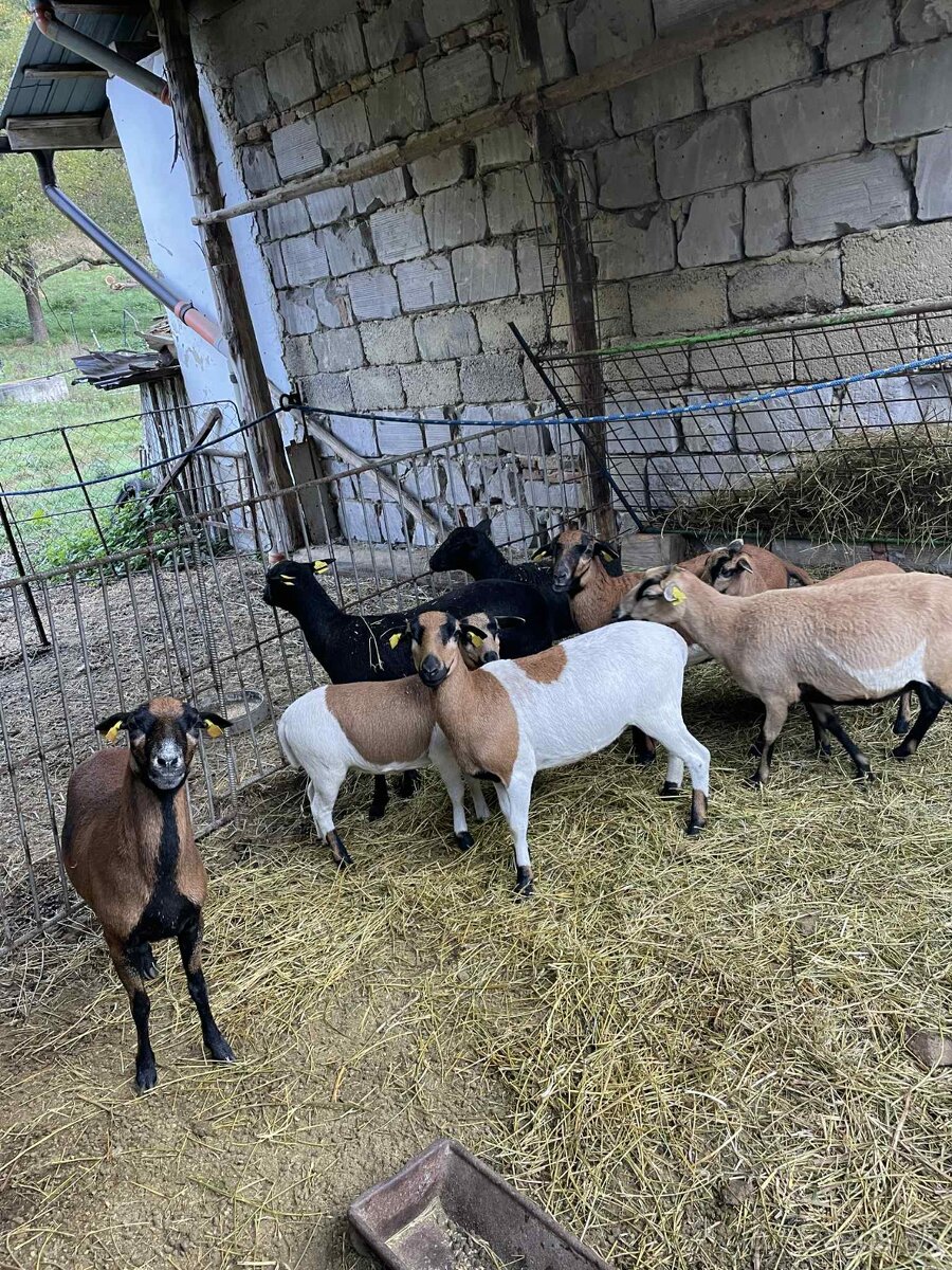Kamerunske ovce, jahňatá, ovečky, baránky jahničky - 2