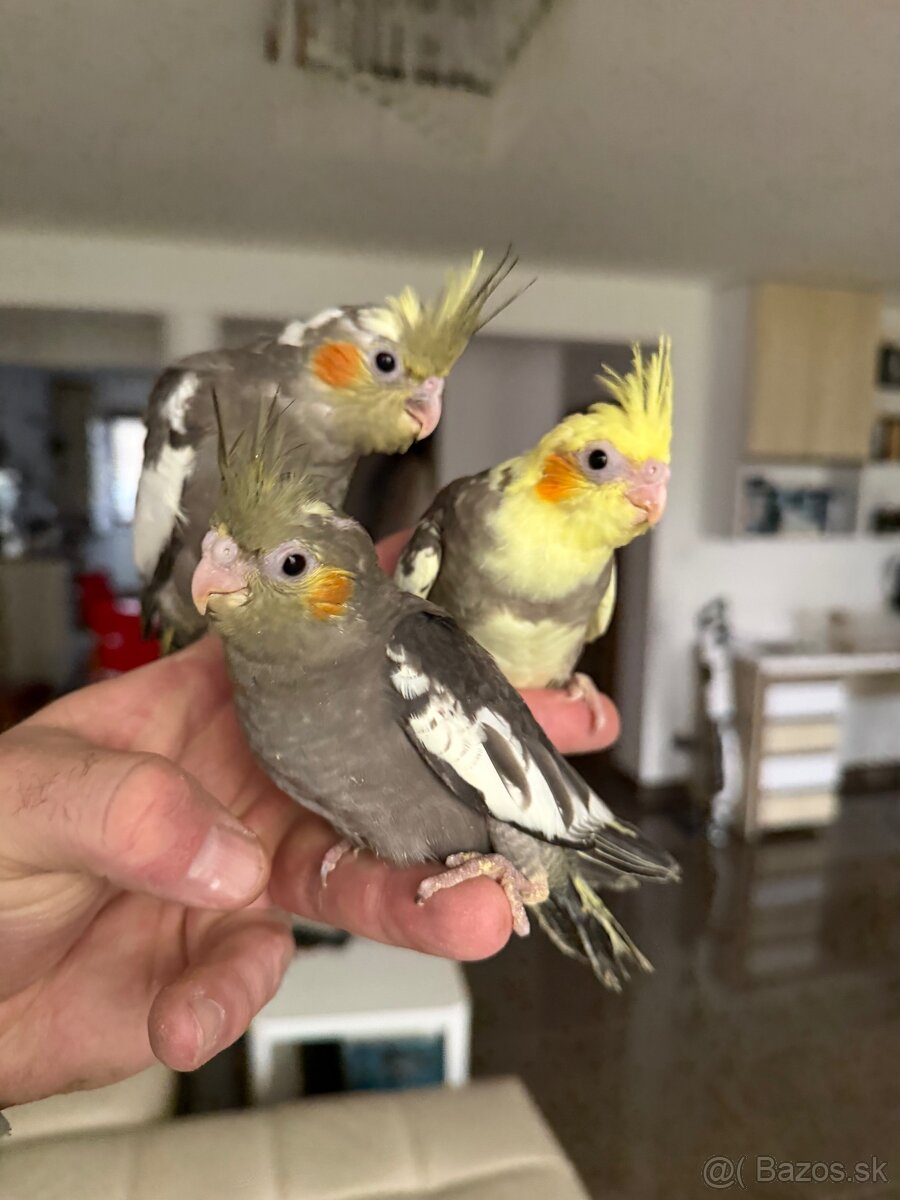 Korely Maznačikovia ručne dokrmene - 2