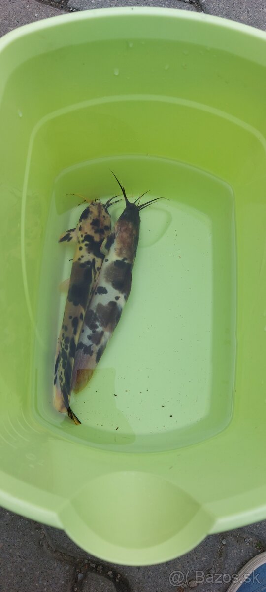 Clarias batrachus "albín" Sumček Clarias - 2