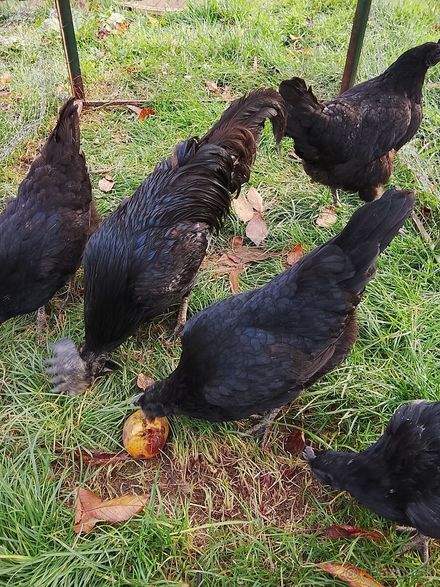 Ayam cemani - 2