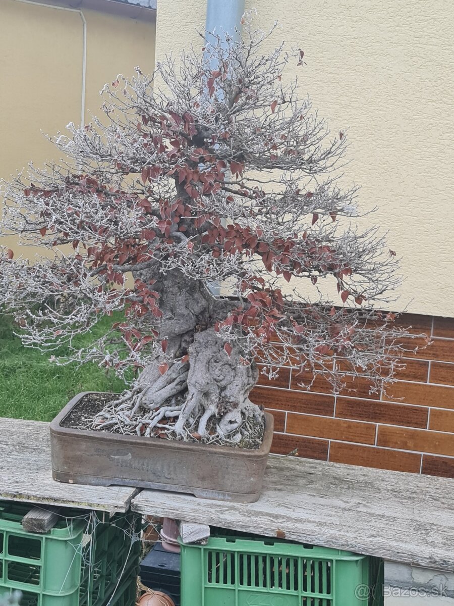 BONSAI Korejský hrab Carpinus coreana 1 - 2