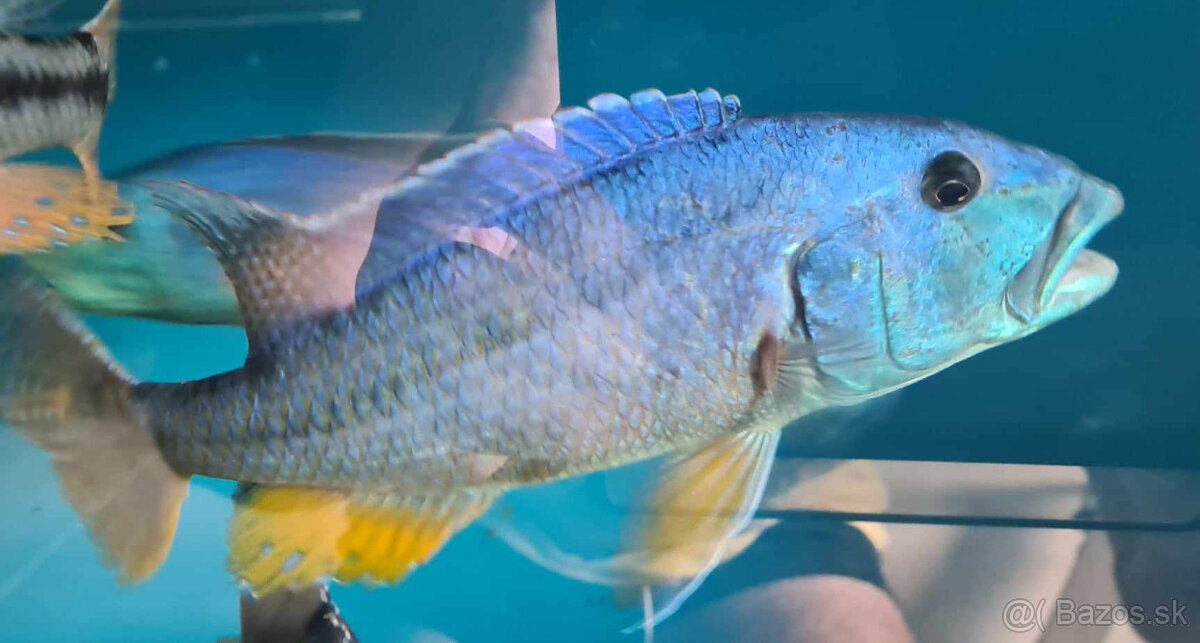 Aristochromis christyi - 2