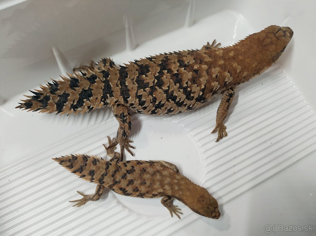 Egernia depressa - 2