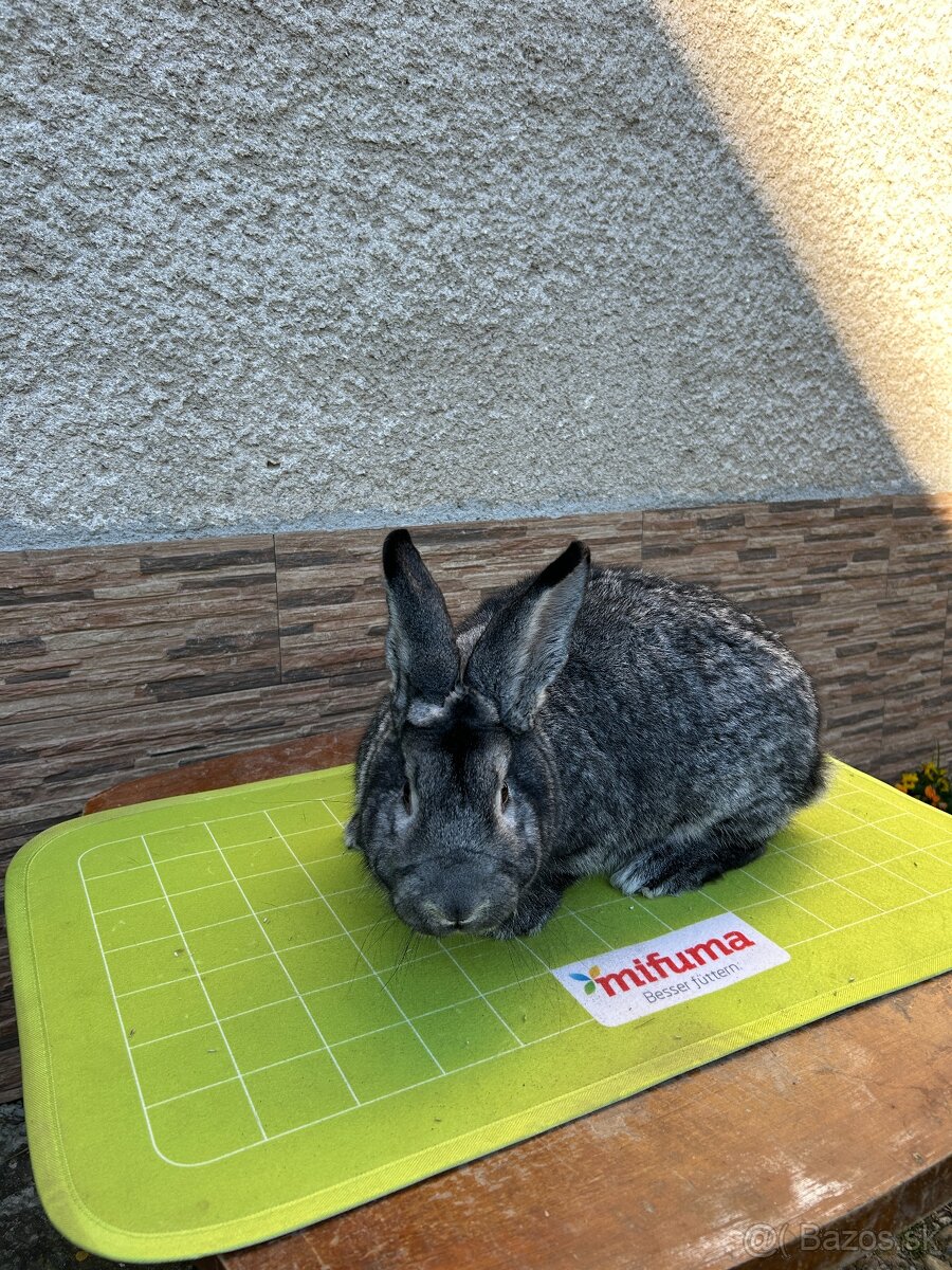 Činčila veľká - 2