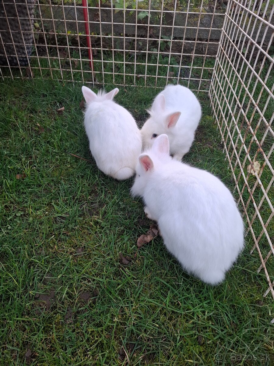 Predám zdrobnele kraliky - 2