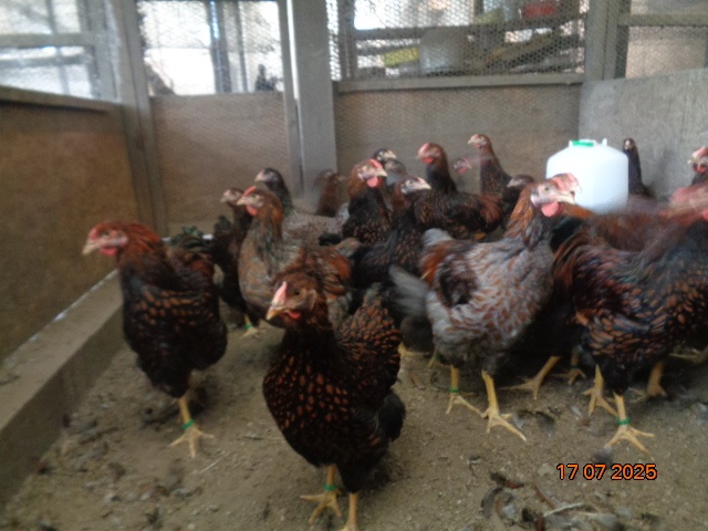 Sliepky wyandotky zlatej lemovanej - 2